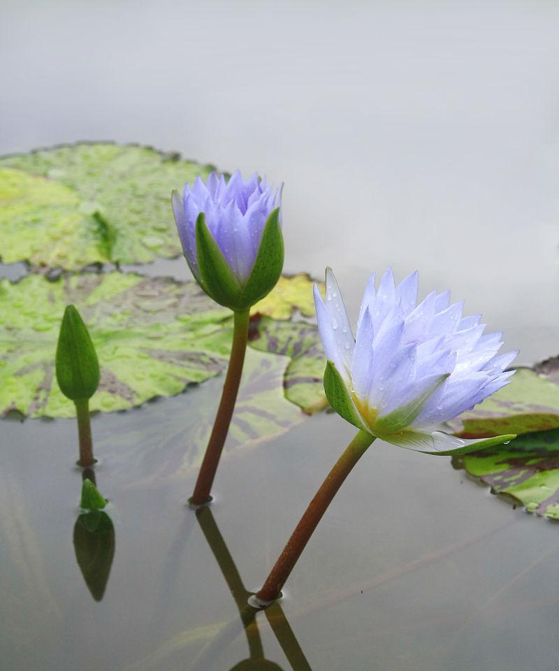 蓝莲花的象征意义（探寻蓝莲花的深意与传承）