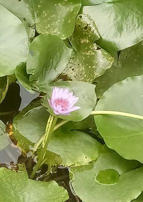 蓝莲花——清雅而坚韧的花语（颂扬坚守与希望）