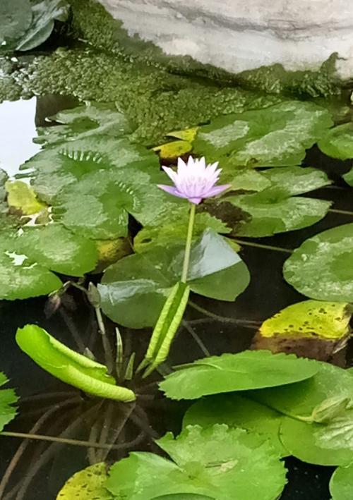 蓝莲花——清雅而坚韧的花语（颂扬坚守与希望）