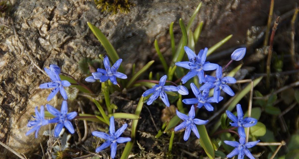 蓝星花语（蓝星花的花语及其象征意义）