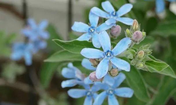 蓝星花语（蓝星花的花语及其象征意义）