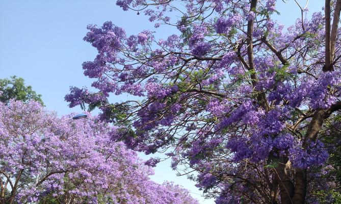 以蓝楹花语是什么意思（探寻蓝楹花在文化中的深远影响与诠释）