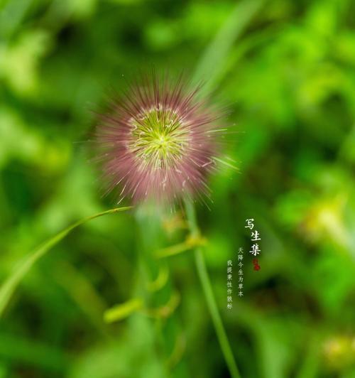 狼尾草的花语（追寻自由与坚强的代表花——狼尾草）