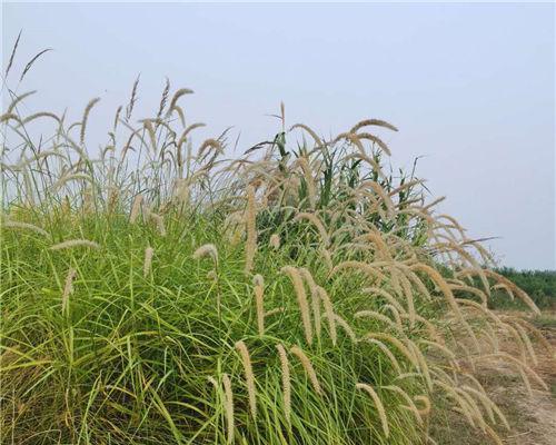 狼尾草的花语（追寻自由与坚强的代表花——狼尾草）