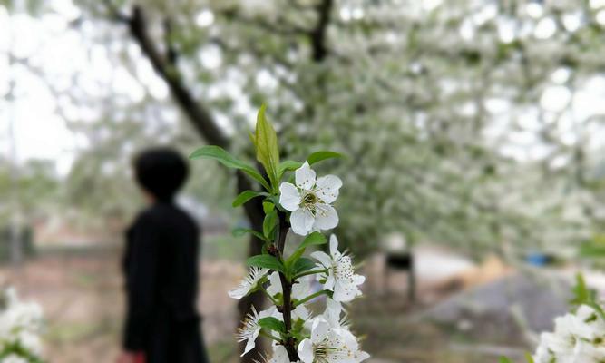 梨花花语（梨花的象征意义与寓意）