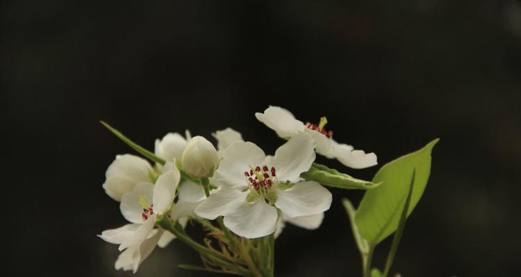 梨花之美（探索梨花的多重象征意义）