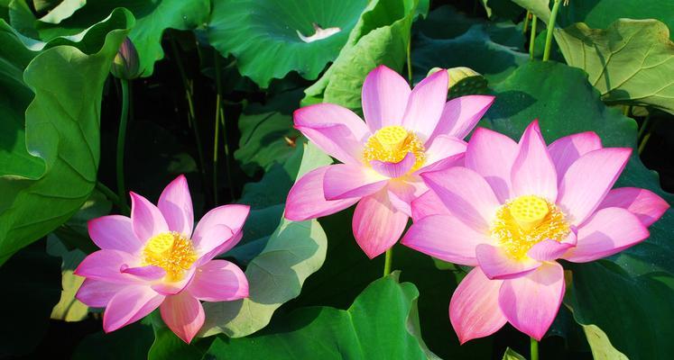 莲花花语的深刻含义（探索莲花花语的丰富内涵）