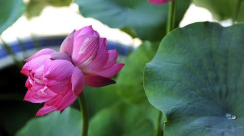 莲花花语的深刻含义（探索莲花花语的丰富内涵）