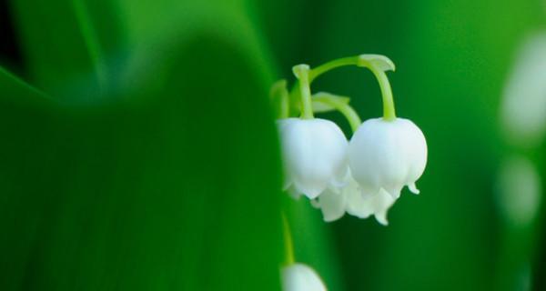 铃兰花的花语与传说（传承千年的铃兰花）