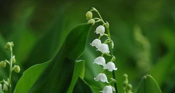 铃兰花的花语与传说（探寻铃兰花的寓意与故事）