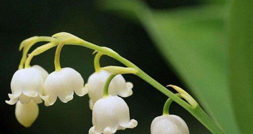 铃兰花语之美——探寻这朵花的深层寓意（诗意盎然的铃兰花语）