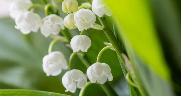 铃兰花的花语与寓意（探索铃兰花的深层意义与象征）