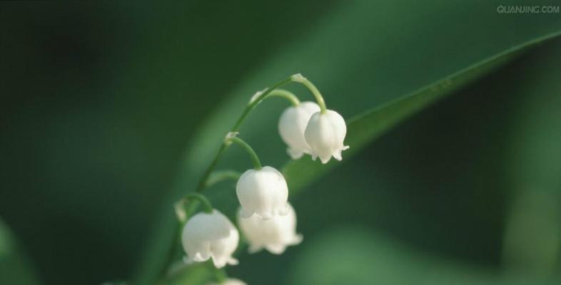 铃兰花语的美丽寓意（探寻铃兰花的深刻含义）