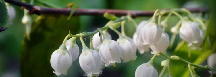 铃兰花语的美丽寓意（探寻铃兰花的深刻含义）