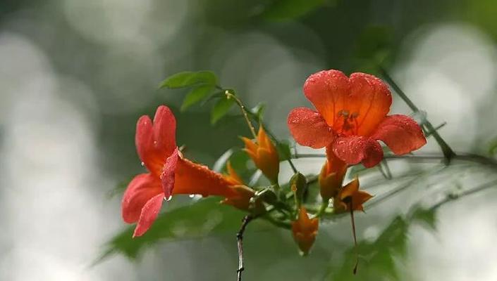 凌霄花的花语与意义（探寻凌霄花的花语及其象征意义）