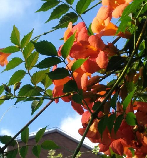 凌霄花的花语与寓意（探索凌霄花传递的深意）