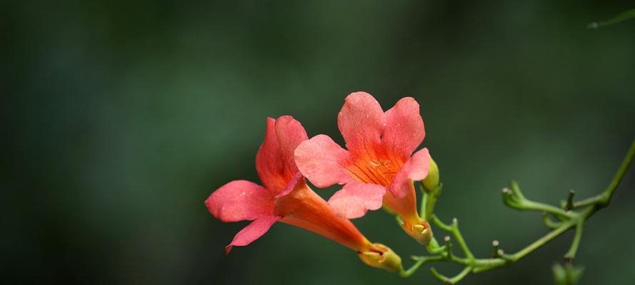 凌霄花的花语与寓意（探索凌霄花传递的深意）