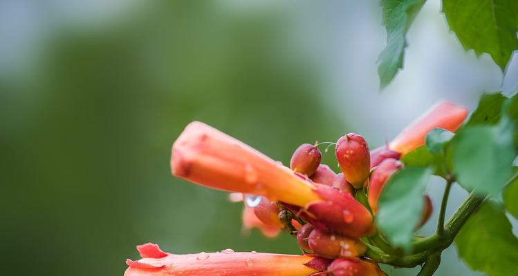 凌霄花的象征与寓意（探寻凌霄花的花语之美）