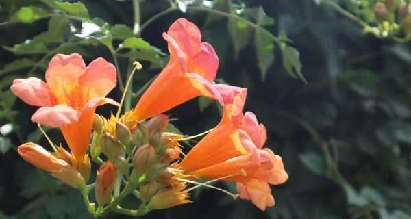 凌霄花——花开如梦，唤醒心灵的花语（绽放在天空的花朵）