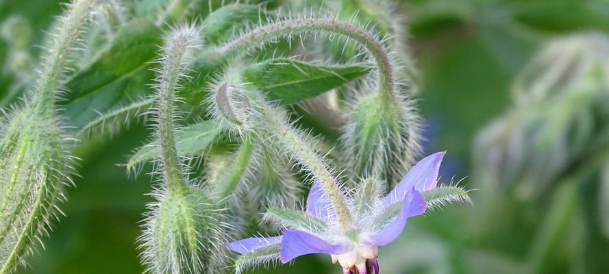 琉璃苣花语之美（探寻琉璃苣的花语与意义）