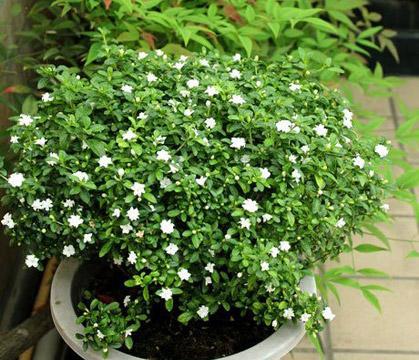 六月雪花语——夏季的美丽神奇（解读六月的奇景）