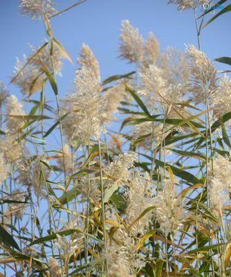 芦苇的花语及用途（探索芦苇的象征意义和实际应用价值）