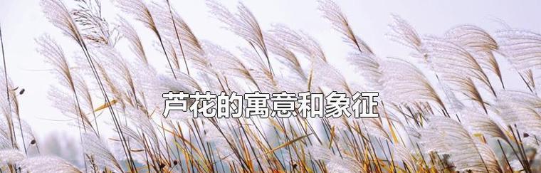 芦苇的花语及用途（探索芦苇的象征意义和实际应用价值）