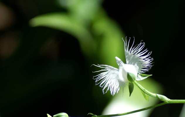 鹭草的花语与传说（解读鹭草花语与传说）