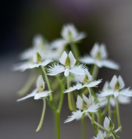 鹭草的花语与传说（解读鹭草花语与传说）