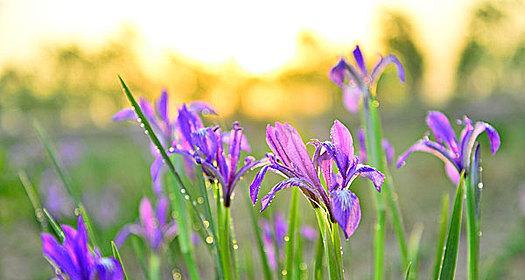 以马兰花的花语和象征意义（解读马兰花的背后含义与心灵力量）