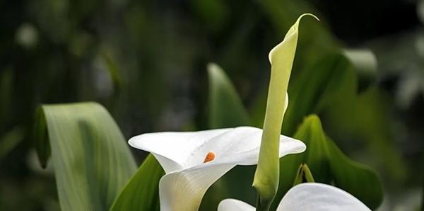 马蹄莲（马蹄莲的花语）