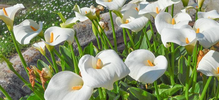 马蹄莲花（探寻马蹄莲花的花语和象征意义）