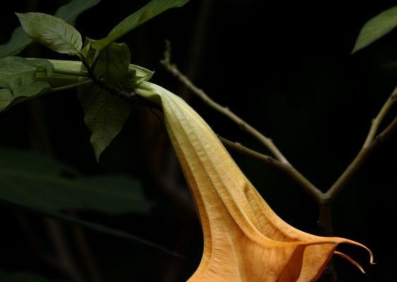 曼陀罗花的寓意与象征——浓情与死亡的交织（曼陀罗花）