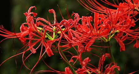 曼珠沙华花的美丽与意义（探寻曼珠沙华花的花语和寓意）