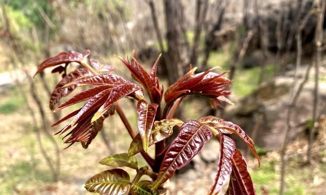 香椿怎么栽种（香椿种植技术与管理）