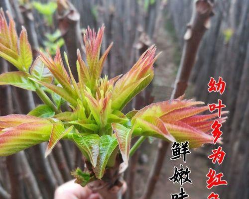 香椿怎么栽种（香椿种植技术与管理）