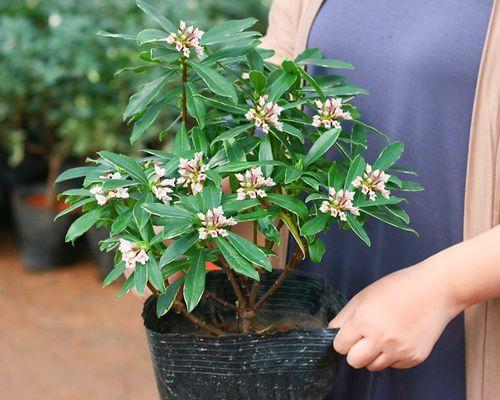 什么花适合室内养（六种适合室内养的植物推荐）