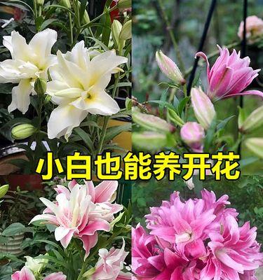 香水百合怎么养才能开花（百合花的养护小妙招）