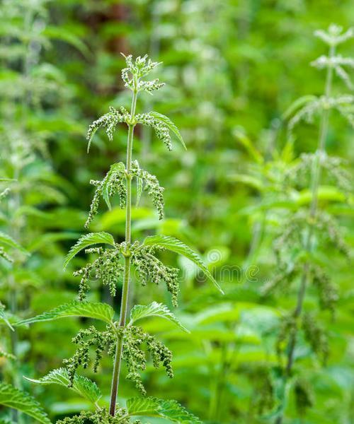 荨麻属于什么科（野生荨麻植物的简介）