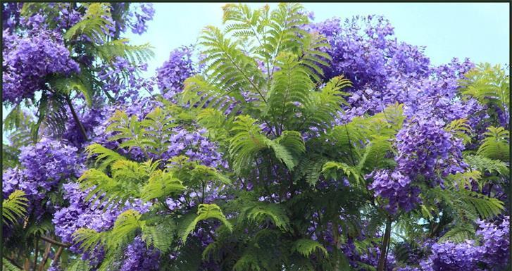 蓝花楹几月开花结果（有关蓝花楹花期简介）