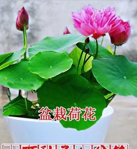 水培碗莲的种植方法有什么（种植碗莲的注意事项）