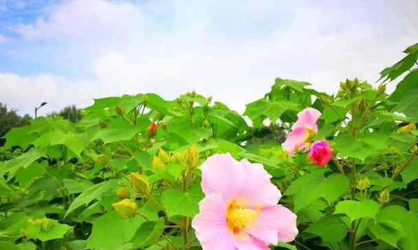 芙蓉树种子可以种植吗（芙蓉花栽培技术要点）