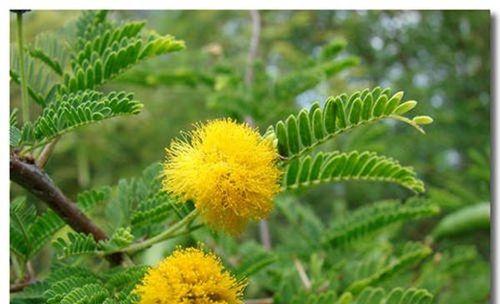 芙蓉树种子可以种植吗（芙蓉花栽培技术要点）