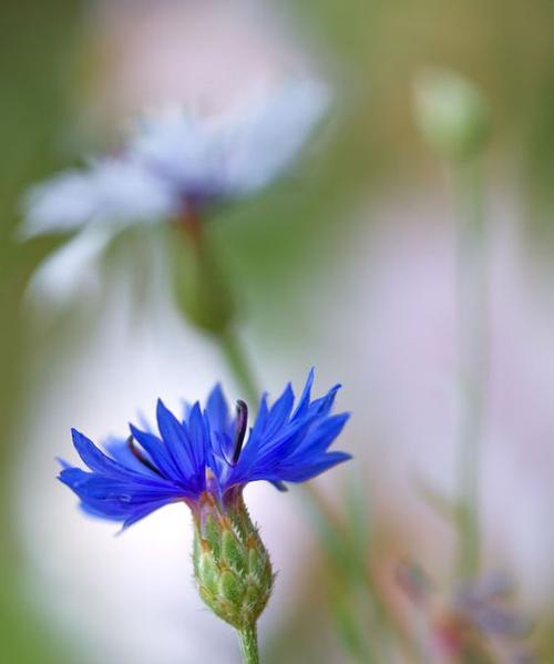 矢车菊花语是什么（矢车菊的寓意和传说）