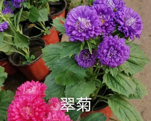 翠菊什么时候播种（翠菊播种时间和方法）