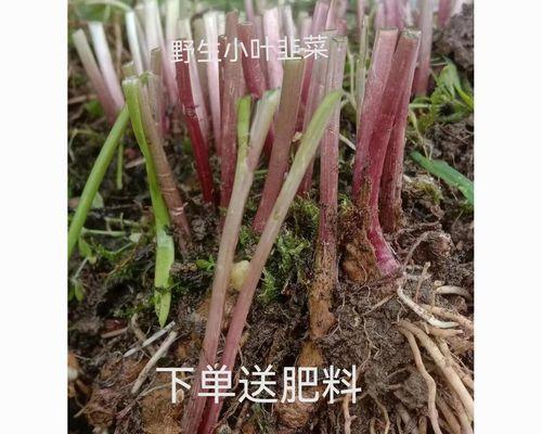 九月份能种韭菜吗（韭菜的种植方法和时间）