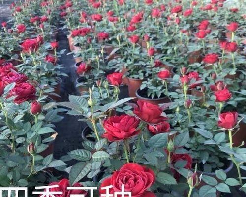 月季花种子怎么种才能苗出的快（教你正确种植月季）