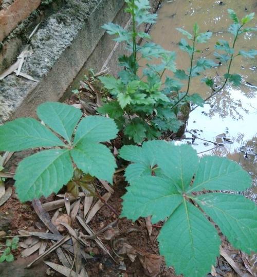 爬山虎种子怎么种植（爬山虎种植时间和方法）