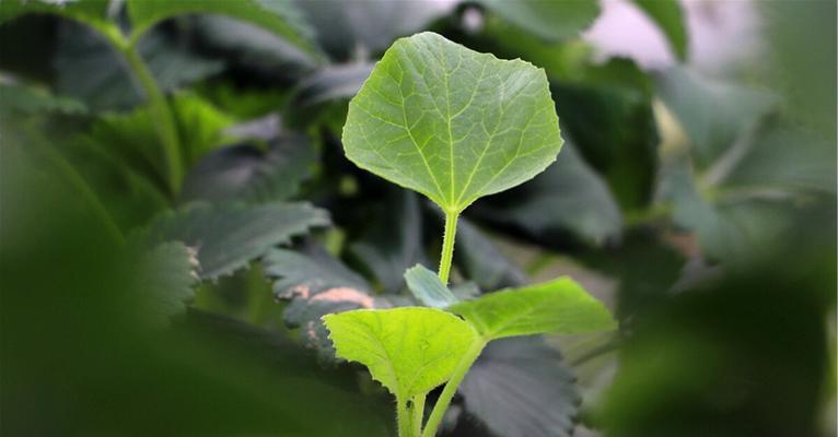 梨瓜怎样种才好（详解梨瓜种植技术要点）