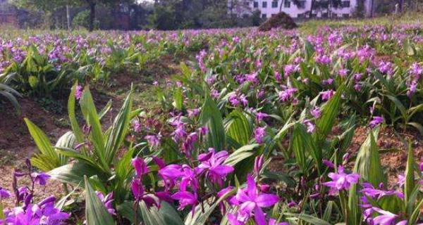 白蜡如何种植（白蜡树的种植技术要点）